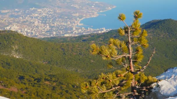 Πεύκο στην κορυφή του βουνού ai-petri — Αρχείο Βίντεο