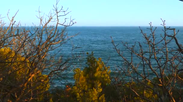 Une vue sur la mer à travers les arbres — Video