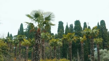 Arka planda servi ağaçlarının Palm grove