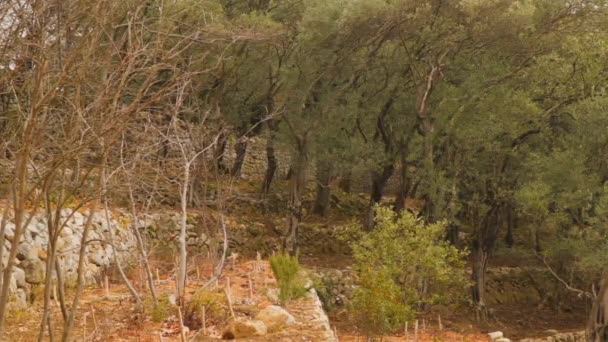 Оливковая роща на склоне горы — стоковое видео