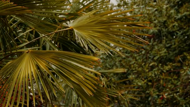 Branch of a palm tree on a blurred background — Stock Video