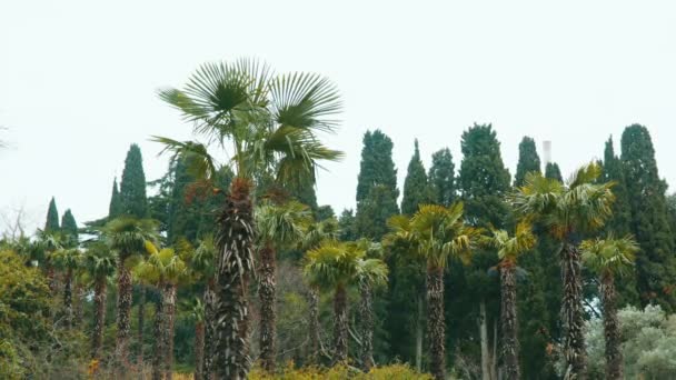 Palm grove av cypresser i bakgrunden — Stockvideo