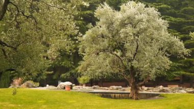 Arka planda bir çam ormanı'nın eski zeytin ağaçları