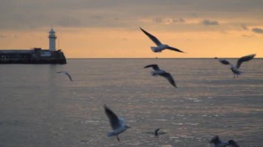Martılar sinek bir köstebek günbatımında bir deniz feneri ile arka planı