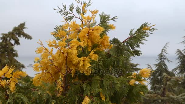 Chamaecyparis с желтыми зелеными и желтыми иглами — стоковое видео