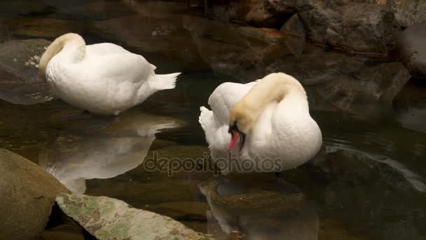 Dos cisnes se paran en el agua y limpian sus plumas — Vídeo de stock