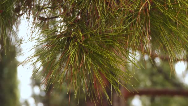 Gotas de chuva em agulhas de pinheiro — Vídeo de Stock