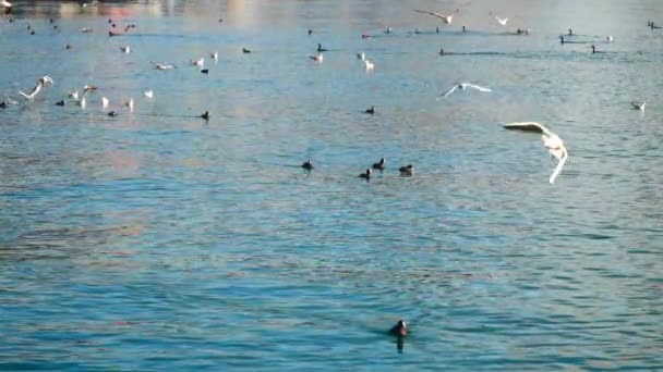 Γλάρους και πάπιες κολυμπούν στη θάλασσα. Πετούν οι γλάροι — Αρχείο Βίντεο