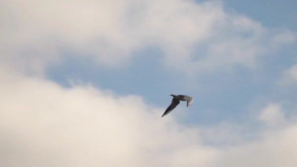 Fiskmås flyger mot molnig himmel bakgrund — Stockvideo