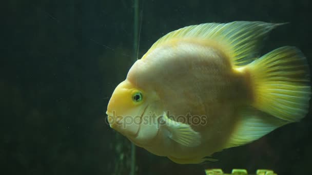 Peces amarillos del loro Cichlasoma en acuario — Vídeo de stock