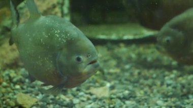 Sıradan piranhalar yırtıcı balık türleri vardır