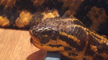 Paraguaylı anaconda başkanı