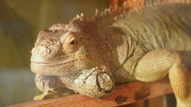 İguana hareketsiz seyir kameraya oturmuş