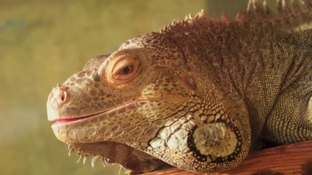 Kameraya bakarak iguana — Stok video