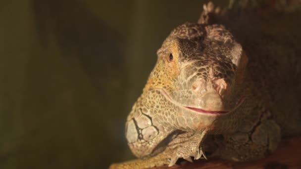 Iguana is a genus of omnivorous lizards native to tropical areas — Stock Video