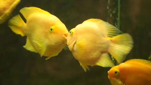 Fish swim to each other and, as it were, kiss — Stock Video