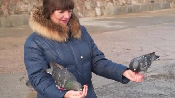 Tauben fressen Brot aus den Händen einer Frau — Stockvideo