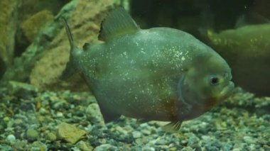 Piranha suda yüzen ve kameranın doğru görünüyor