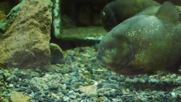 Piranha flyter i vattnet och ser mot kameran — Stockvideo