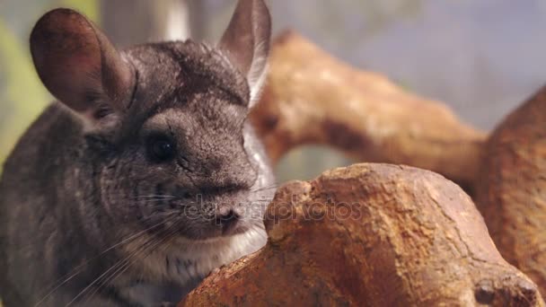 Chinchilla est assis sur une branche d'arbre — Video