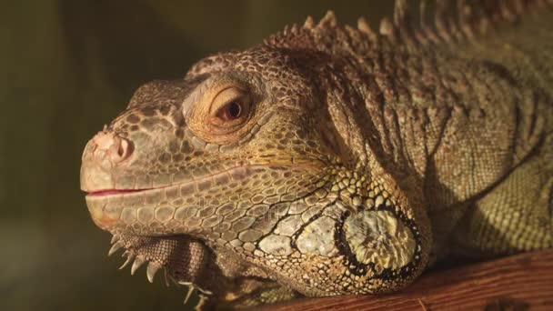 Close-up of the head of a yellow iguana — Stock Video