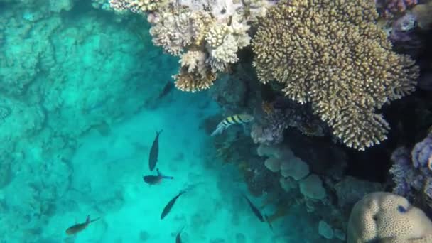 Korallen und bunte Fische im klaren Wasser des Roten Meeres — Stockvideo