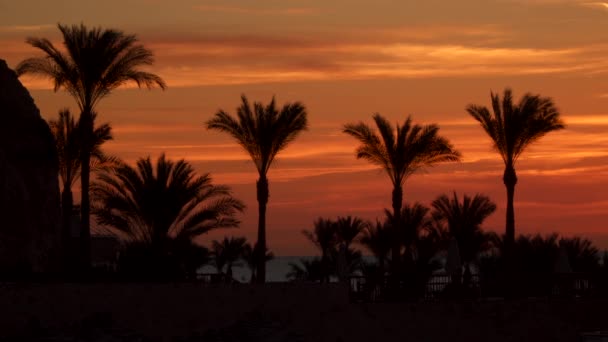 Palmen gegen den Himmel im Morgengrauen — Stockvideo