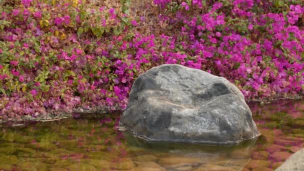 A small stream. Blossoming shore — Stock Video