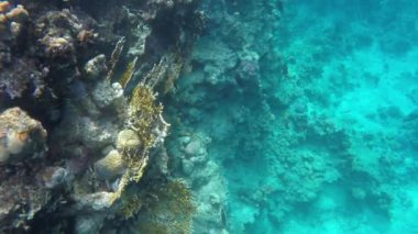 Bir mercan kayalığı çevresinde tropikal balık yüzmek