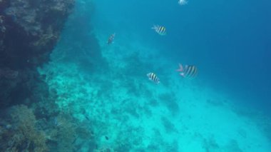 Deniz stingray ve diğer balık mercan resifleri Yüzme