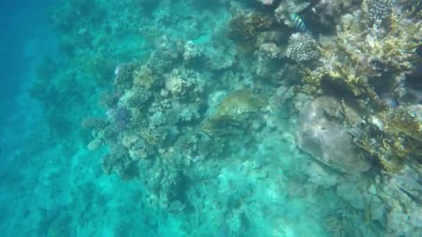 Sok különböző halak úszni, korallzátonyok közelében — Stock videók
