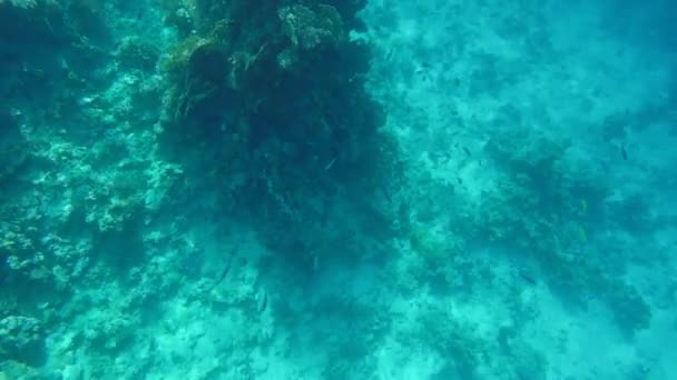 Arrecife de coral en aguas claras — Vídeo de stock