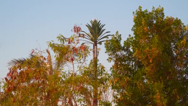 Телефонна вежа у вигляді пальмового дерева — стокове відео