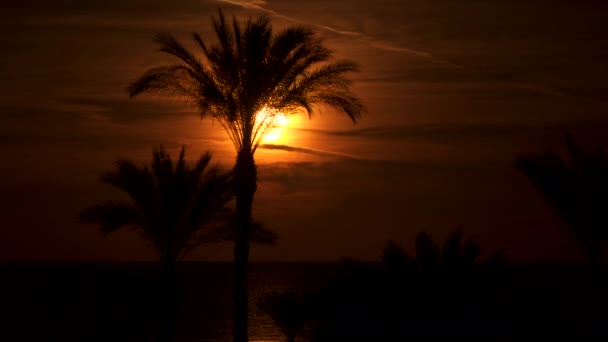 Palmen vor dem Hintergrund der Sonne im Morgengrauen — Stockvideo