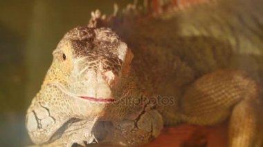 Sarı bir iguana kameraya bakıyor