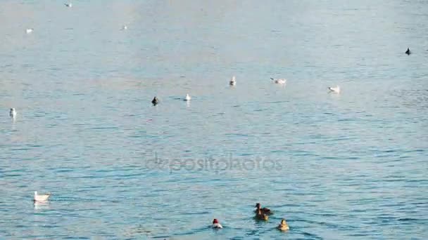 Gaviotas y patos salvajes nadan en el mar — Vídeo de stock