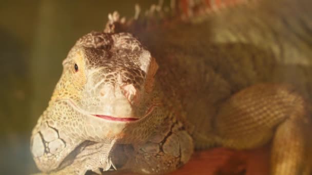Una iguana amarilla está mirando a la cámara — Vídeos de Stock