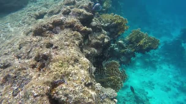Красочные коралловые рифы под водой и рыбы — стоковое видео
