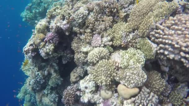 Multicolored corals and fish on reefs near the Blue Abyss — Stock Video