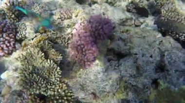 Çok renkli mercan kayalıkları red Sea'deki/daki