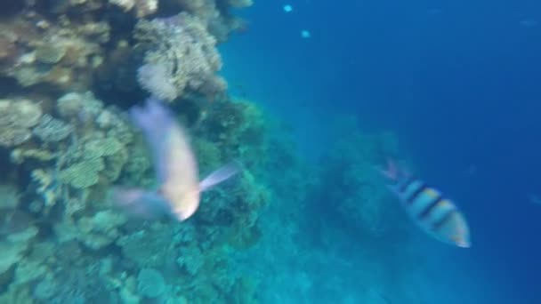 Ryby a barevné korály na útesy v Rudém moři — Stock video
