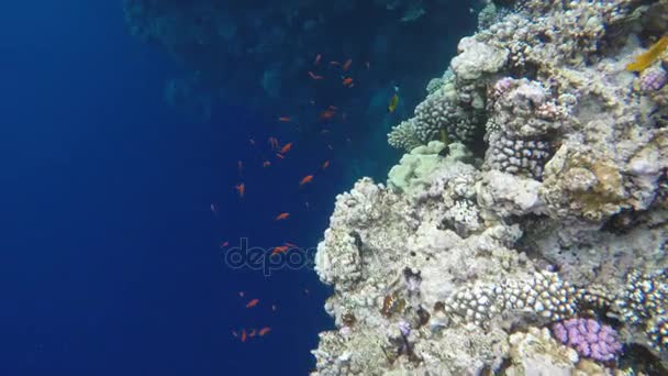 Een heleboel vissen zwemmen in de buurt van koraalriffen. Riffen zijn in de buurt van de blauwe afgrond — Stockvideo