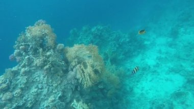 Mercan resifleri kırmızı deniz