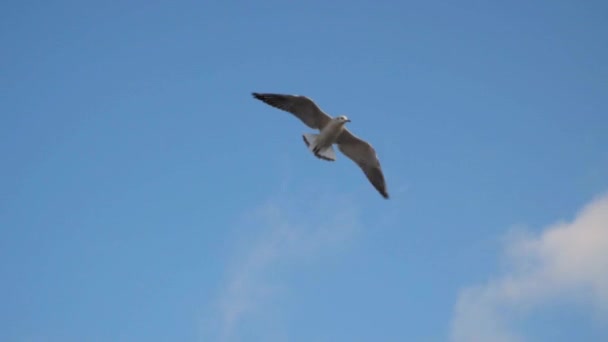 La gaviota vuela contra el cielo con nubes — Vídeos de Stock