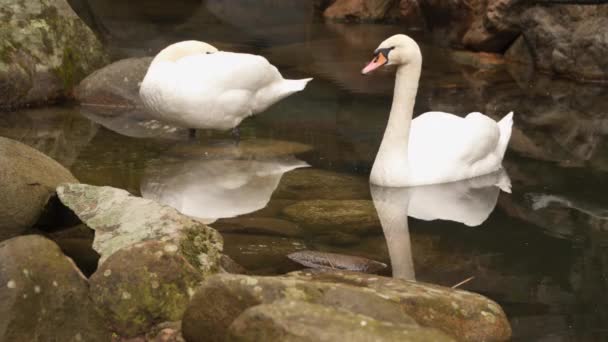 Dois cisnes em uma pequena lagoa — Vídeo de Stock