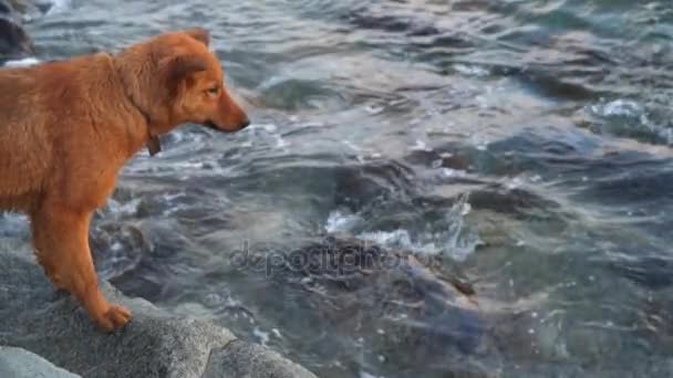 Czerwone włosy psa na plaży. — Wideo stockowe