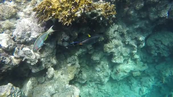 Ryby w pobliżu rafy koralowe. — Wideo stockowe