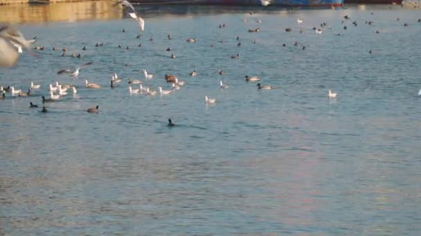 Aves marinas en el mar — Vídeo de stock