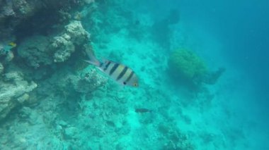 Balık kamera yüzen.