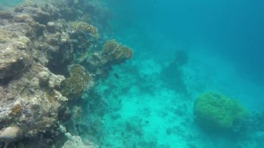 Red Sea sualtı dünyası